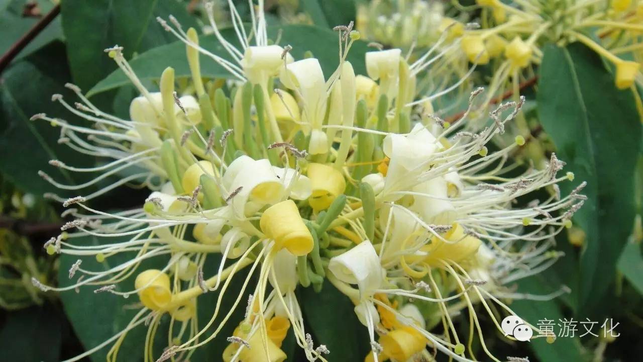 珠海几种常见的花,适合广东地区的观赏植物