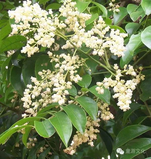 珠海几种常见的花,适合广东地区的观赏植物