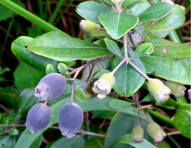 小时候最爱的野果子,山上的野果叫稔子