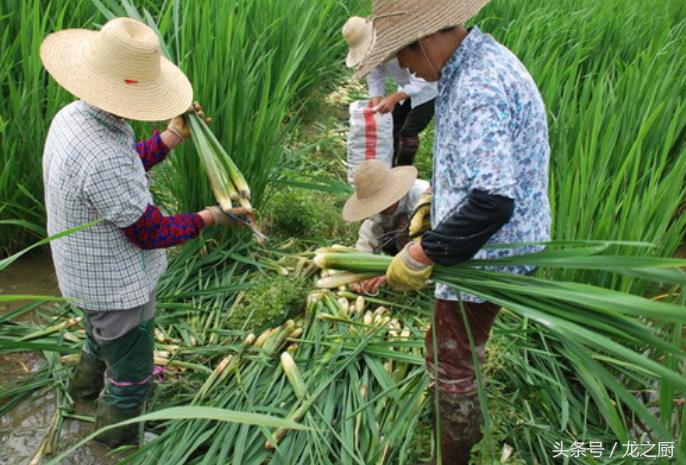 茭白田里泥鳅黄鳝野生的多不多,泥鳅养殖致富新路