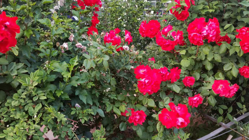 大连居民小区物业业主自管,大连某小区