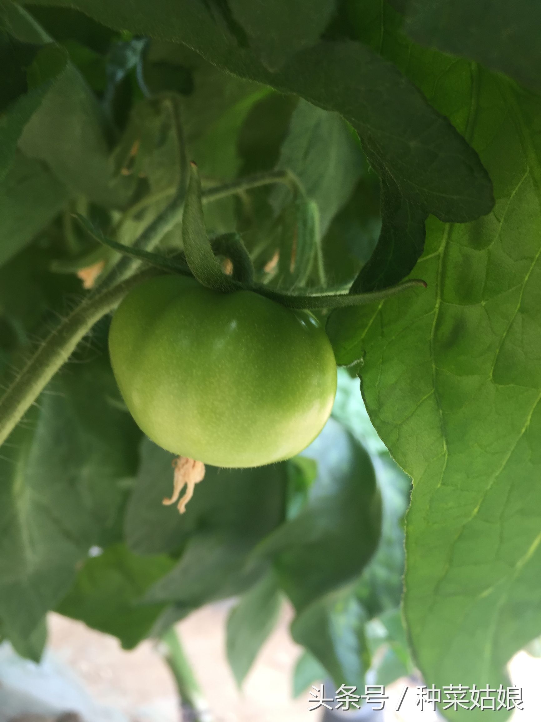 种菜有虫子怎么消灭,种菜有蚜虫怎么办