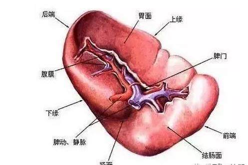 切脾可以治疗血小板减少吗,切脾对血小板减少真的有效吗