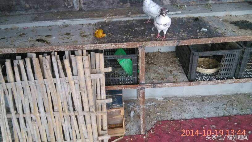 散养鸽子窝怎样搭建,废旧物品利用养鸽子