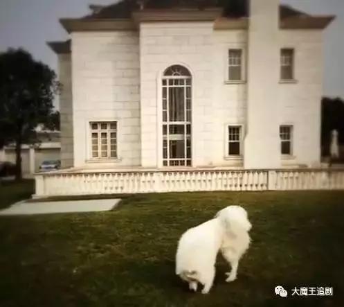 关关乔欣现实版曲筱绡,曲筱绡关关