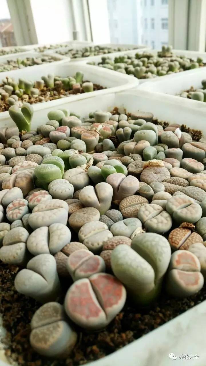 多肉有毒到底有多可怕 (各种多肉有毒吗)