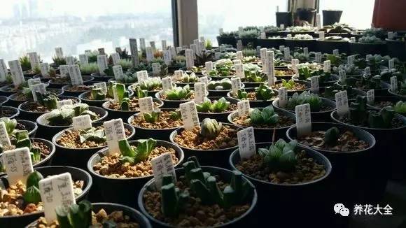 多肉有毒到底有多可怕 (各种多肉有毒吗)