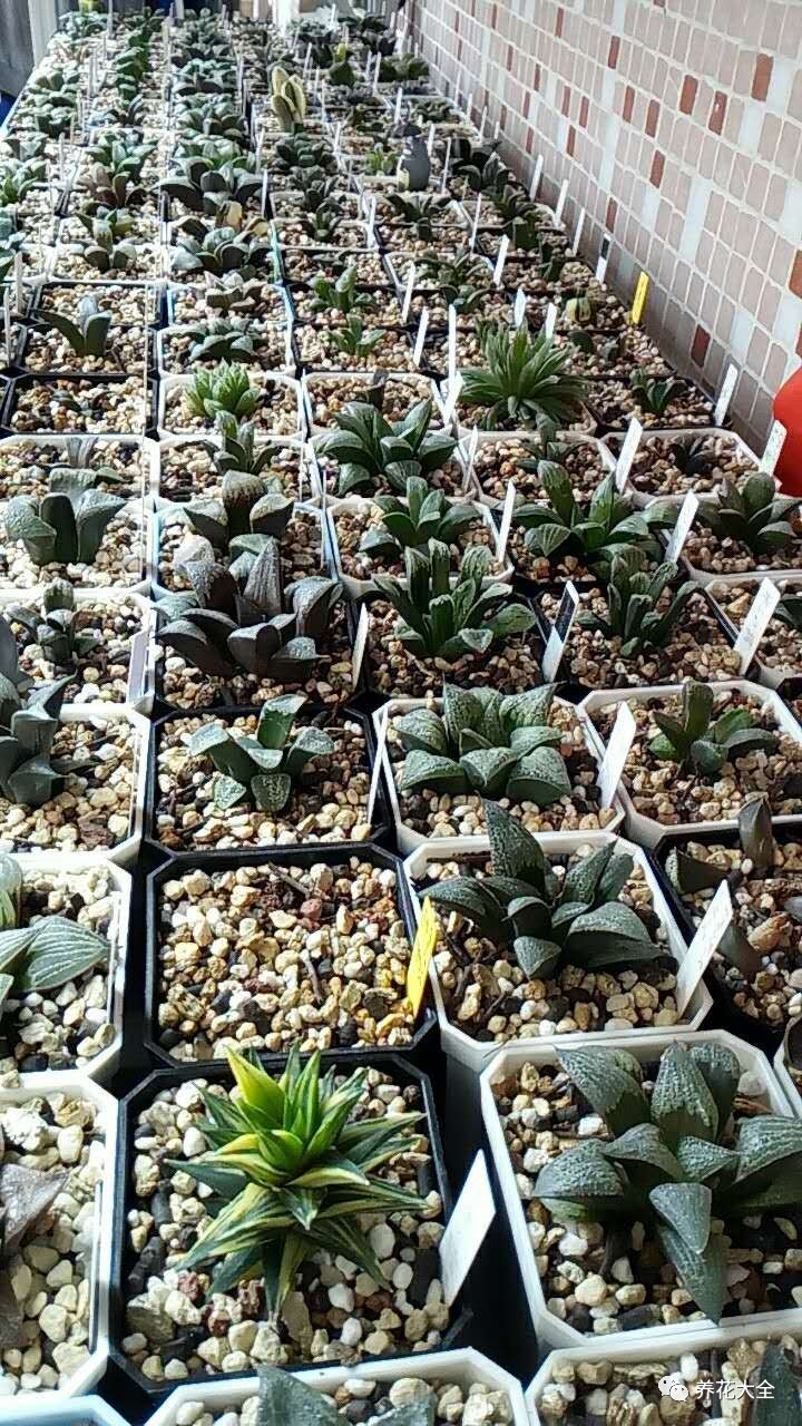 多肉有毒到底有多可怕 (各种多肉有毒吗)