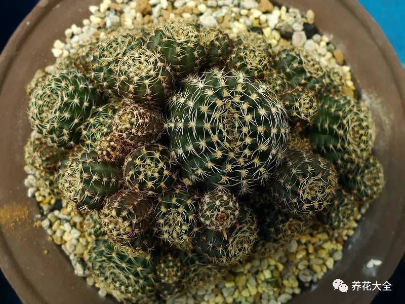 多肉有毒到底有多可怕 (各种多肉有毒吗)