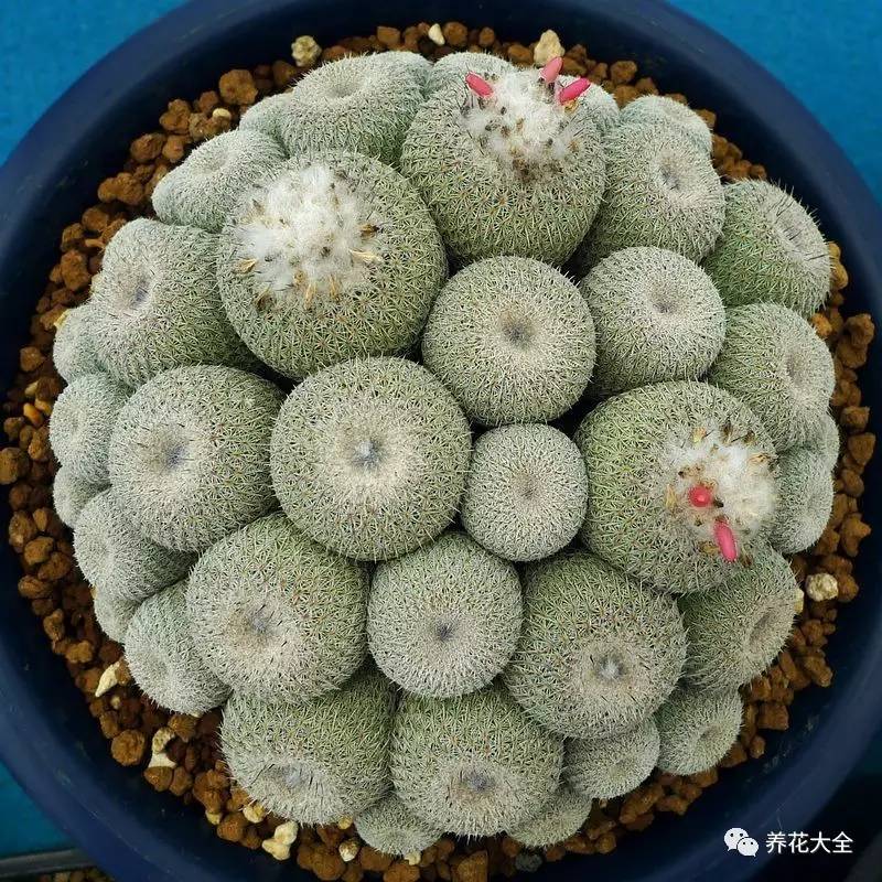 多肉有毒到底有多可怕 (各种多肉有毒吗)