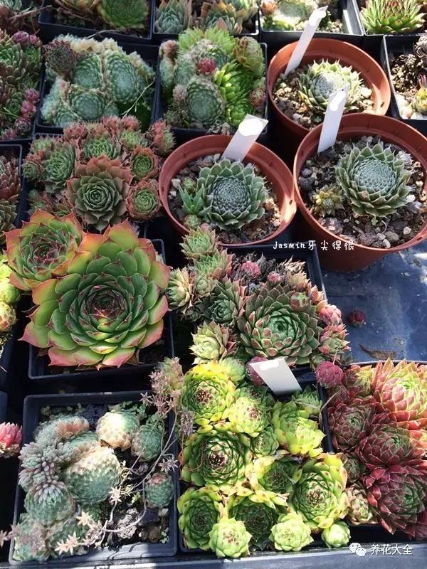 多肉有毒到底有多可怕 (各种多肉有毒吗)