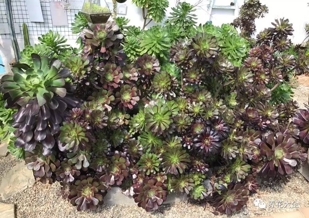 多肉有毒到底有多可怕 (各种多肉有毒吗)