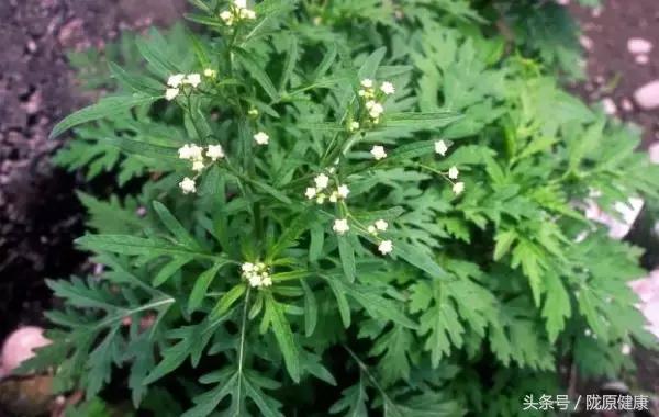 采艾草端午前,端午过后可以采艾叶吗