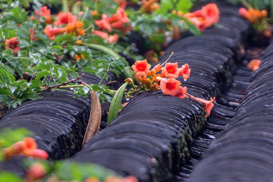 我爱你绝不像攀援的凌霄花,我喜欢你绝不像攀援的凌霄花