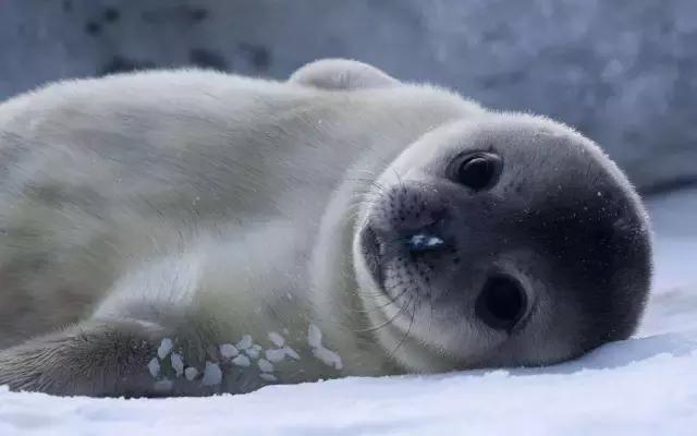 卖萌简直不能忍，它才是网红界NO.1