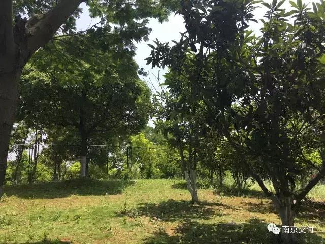 板桥小区怎么样啊,板桥比较好的新小区