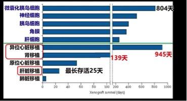 猪肝移植给人类器官有成功的吗,人类首例猪肝移植术