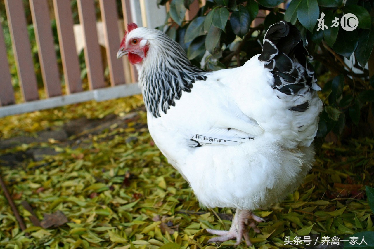 养鸡场常见的鸡病有哪些,鸡如何预防呼吸道疾病养鸡户必看