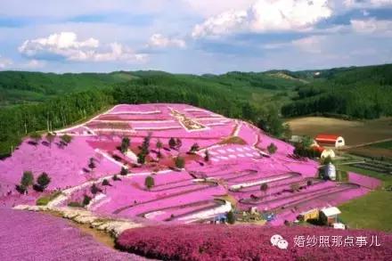 哪里的花海合适拍婚纱照,北京花海婚纱照