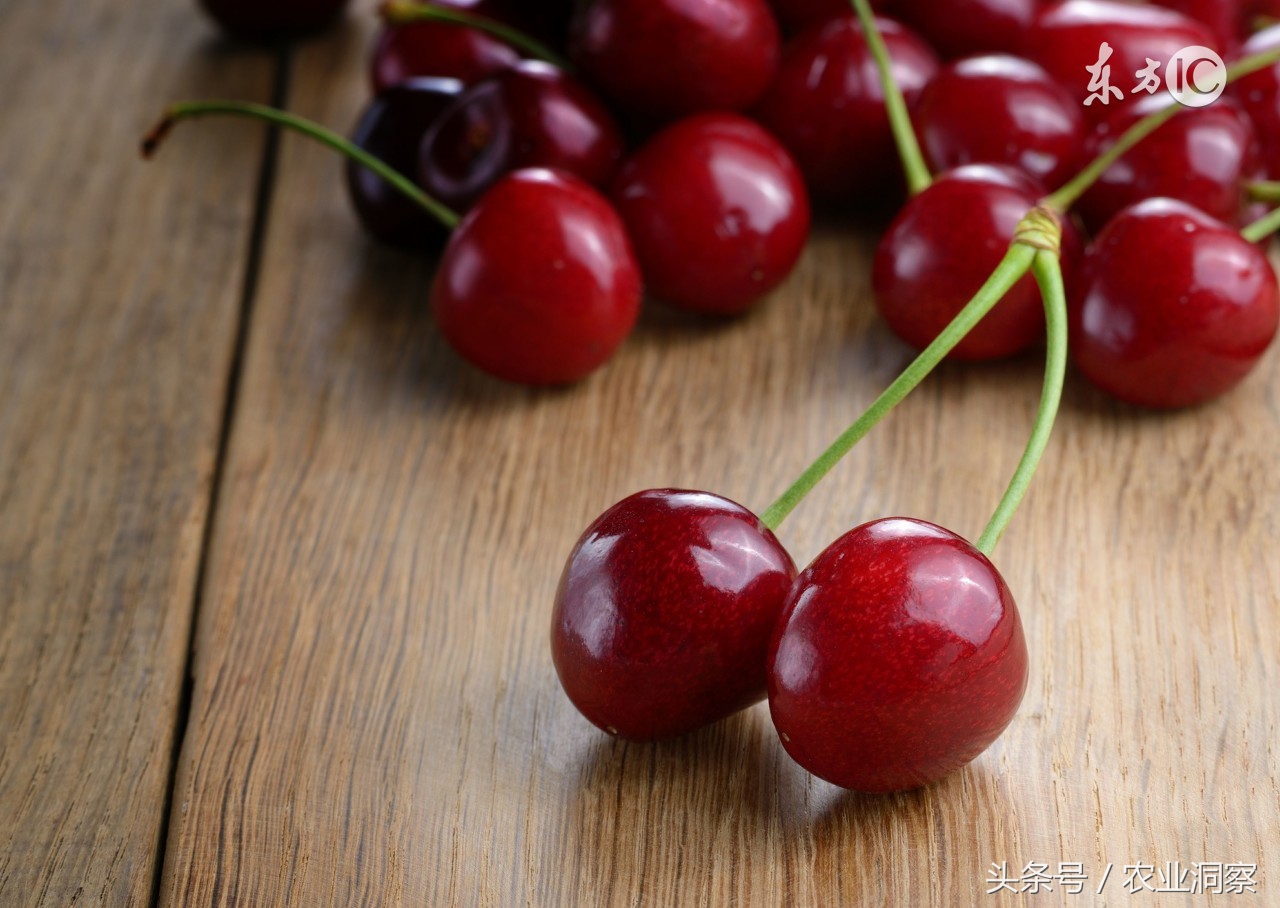 樱桃的管理与病虫害防治药,种植樱桃怎么防治病虫害