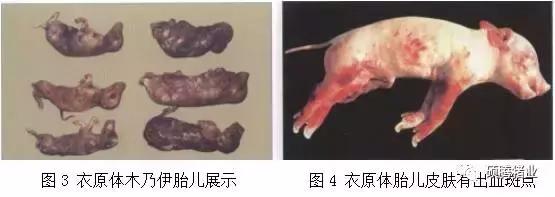 “瑞多康”+“瑞安欣”双剑合一:猪场扫除衣原体和弓形体的法宝