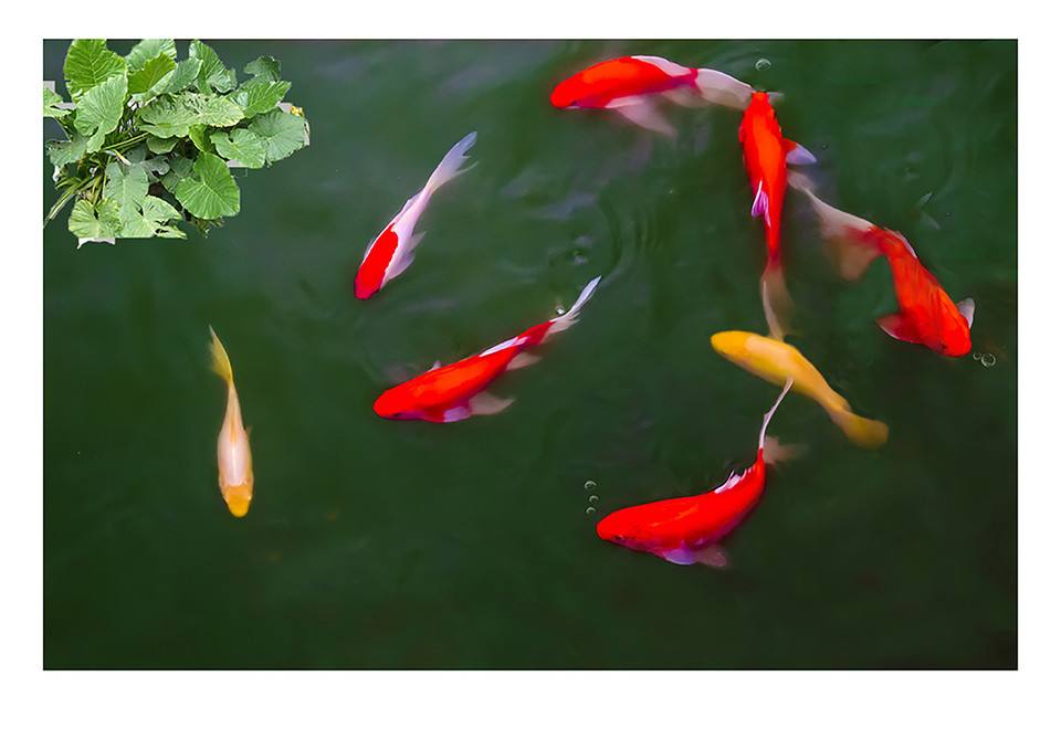 3cm锦鲤鱼苗养殖方法,5厘米锦鲤鱼饲养方法