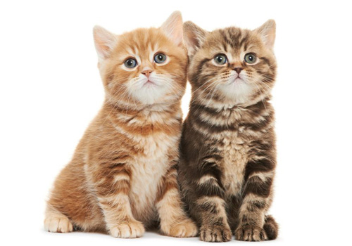 小猫大便拉稀用什么药,小猫拉稀吃什么药