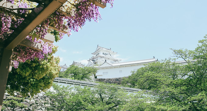 紫藤花开的季节去看锦鲤成了精，据说转发会有好运