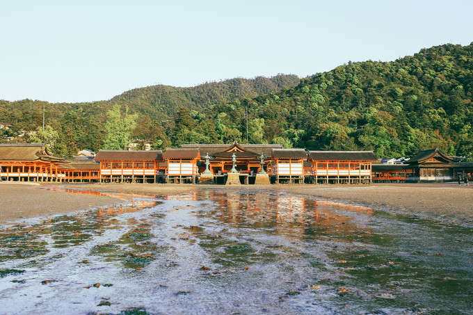 紫藤花开的季节去看锦鲤成了精，据说转发会有好运