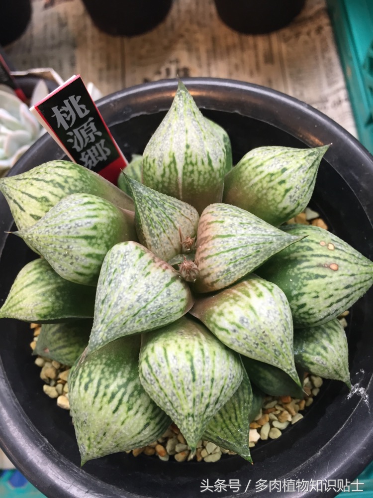 日本十二卷属购买指南，一起去见识下岛国的多肉植物