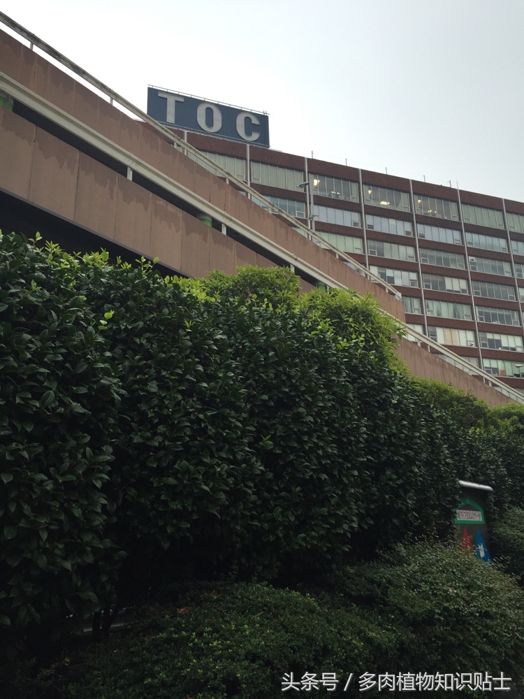 日本十二卷属购买指南，一起去见识下岛国的多肉植物