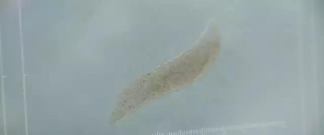 比异形更可怕的科幻片,异形独一无二的史诗级科幻电影