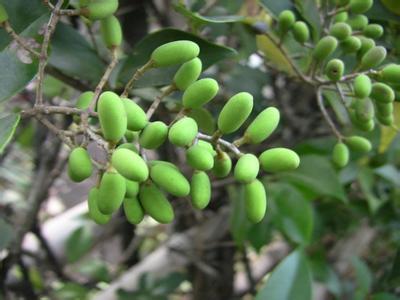 街上常见树木介绍,路边常见观赏树