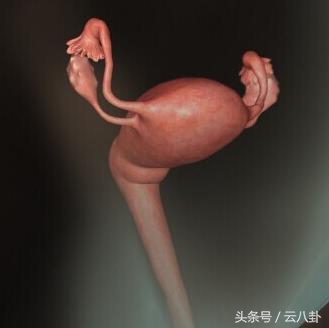 孕期哪些对胎儿有害,怀孕产检可以查出胎儿有尿毒症吗