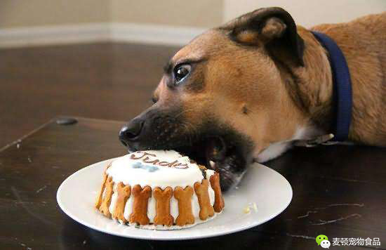 请注意狗狗绝对不能吃的10种食物,切记狗狗不能吃的六种食物