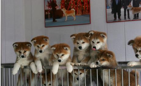 宠物暴利生意,十大暴利宠物养殖品种排名