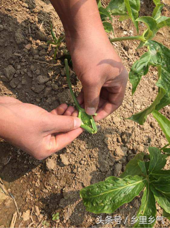 农村种植致富都有哪些好项目,农村种植致富的20个项目排行榜