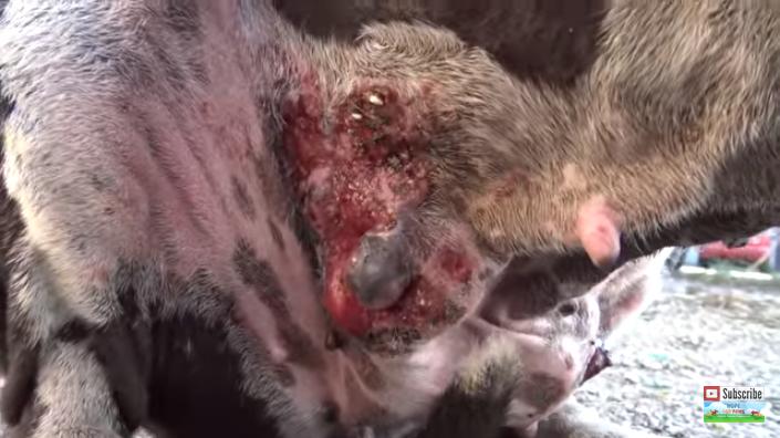 比特犬伤口自愈能力,比特犬浑身是血