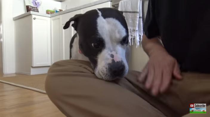 比特犬伤口自愈能力,比特犬浑身是血