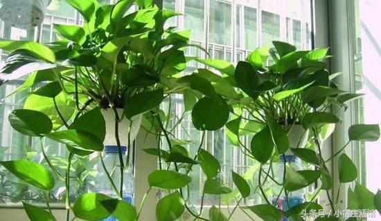绿萝用一层花盆养需要注意什么,绿萝怎么养叶子油亮