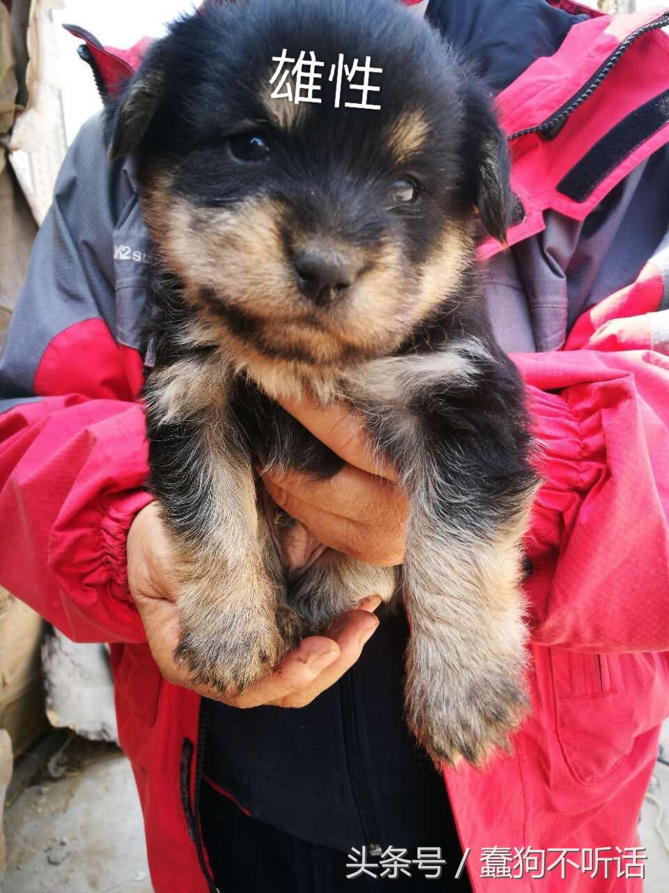 流浪狗自述真实故事,养一只流浪狗的自述