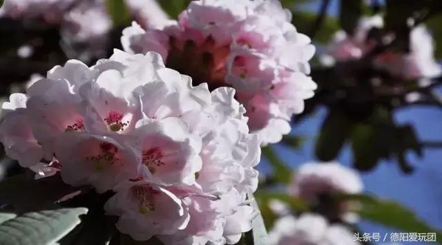 德阳周边游：端午3天我们走“喇叭河”怎么样？最强攻略来袭