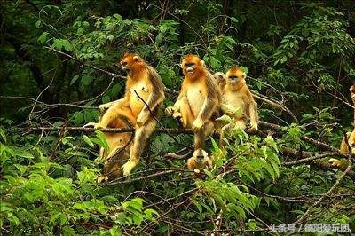 德阳周边游：端午3天我们走“喇叭河”怎么样？最强攻略来袭