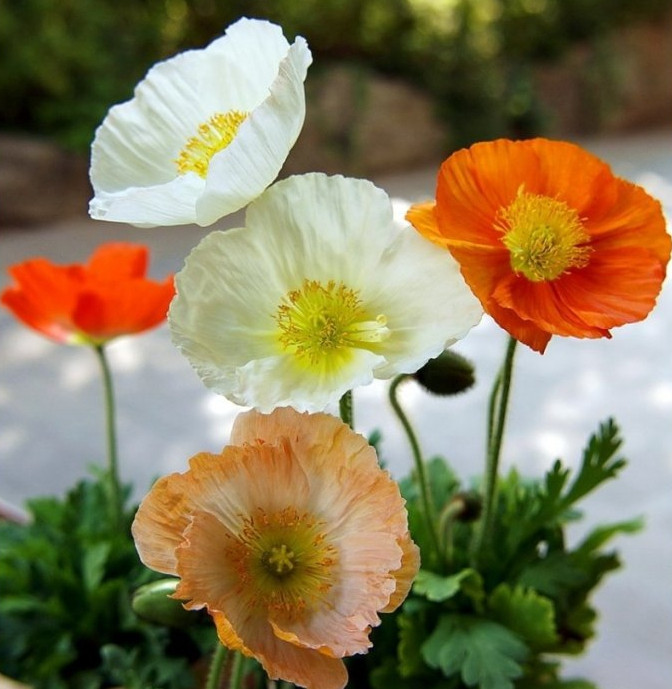 虞美人的花多彩丰富,薄薄的花瓣质薄如绫,光洁似绸,飘然欲飞