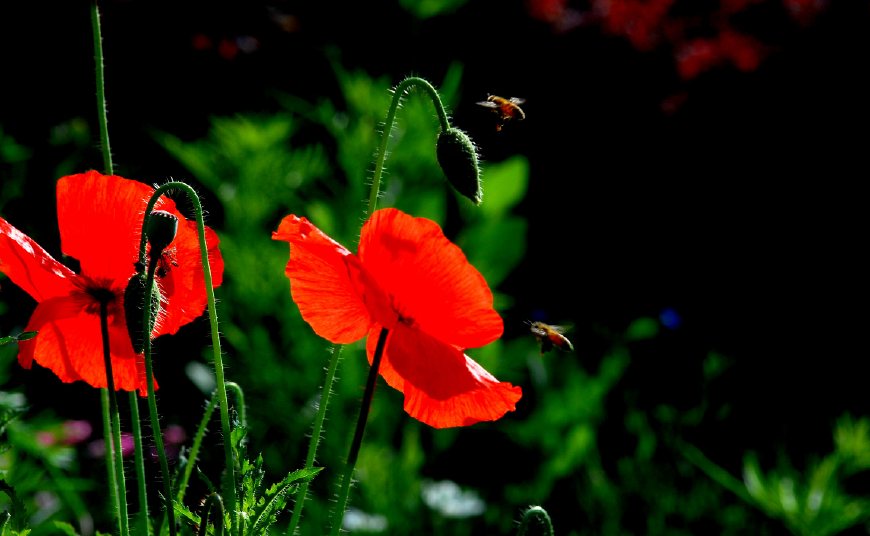 虞美人的花多彩丰富,薄薄的花瓣质薄如绫,光洁似绸,飘然欲飞