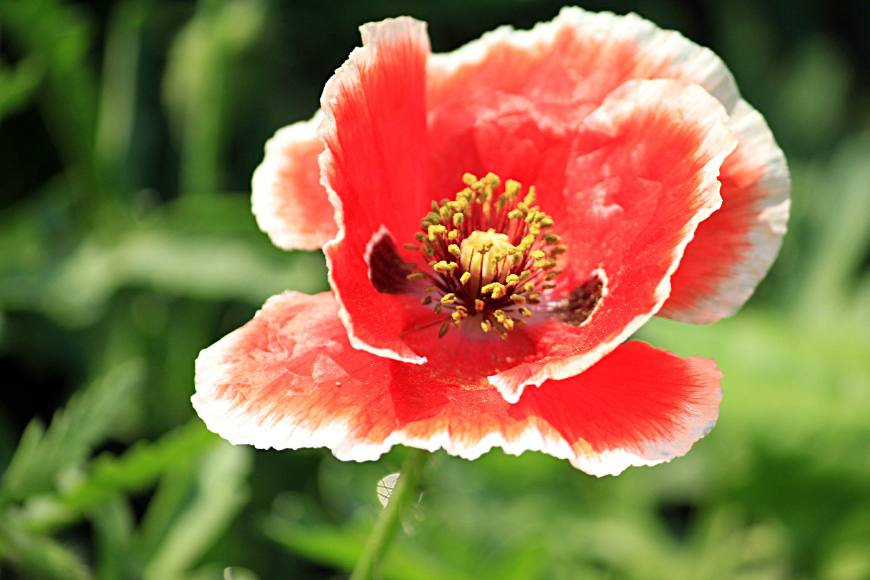 虞美人的花多彩丰富,薄薄的花瓣质薄如绫,光洁似绸,飘然欲飞