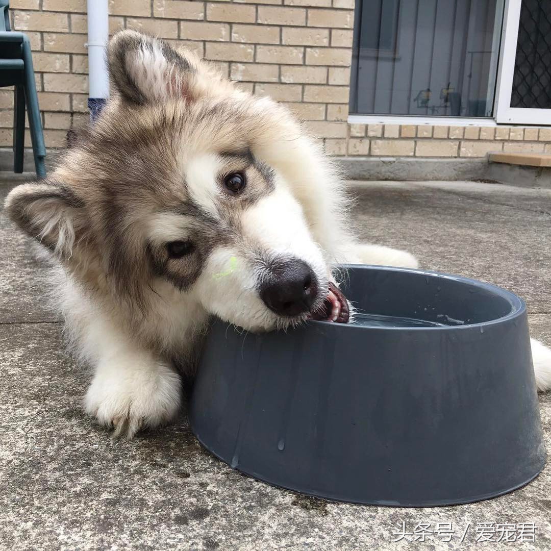 清除狗狗的老旧皮屑,狗狗爪子清理技巧