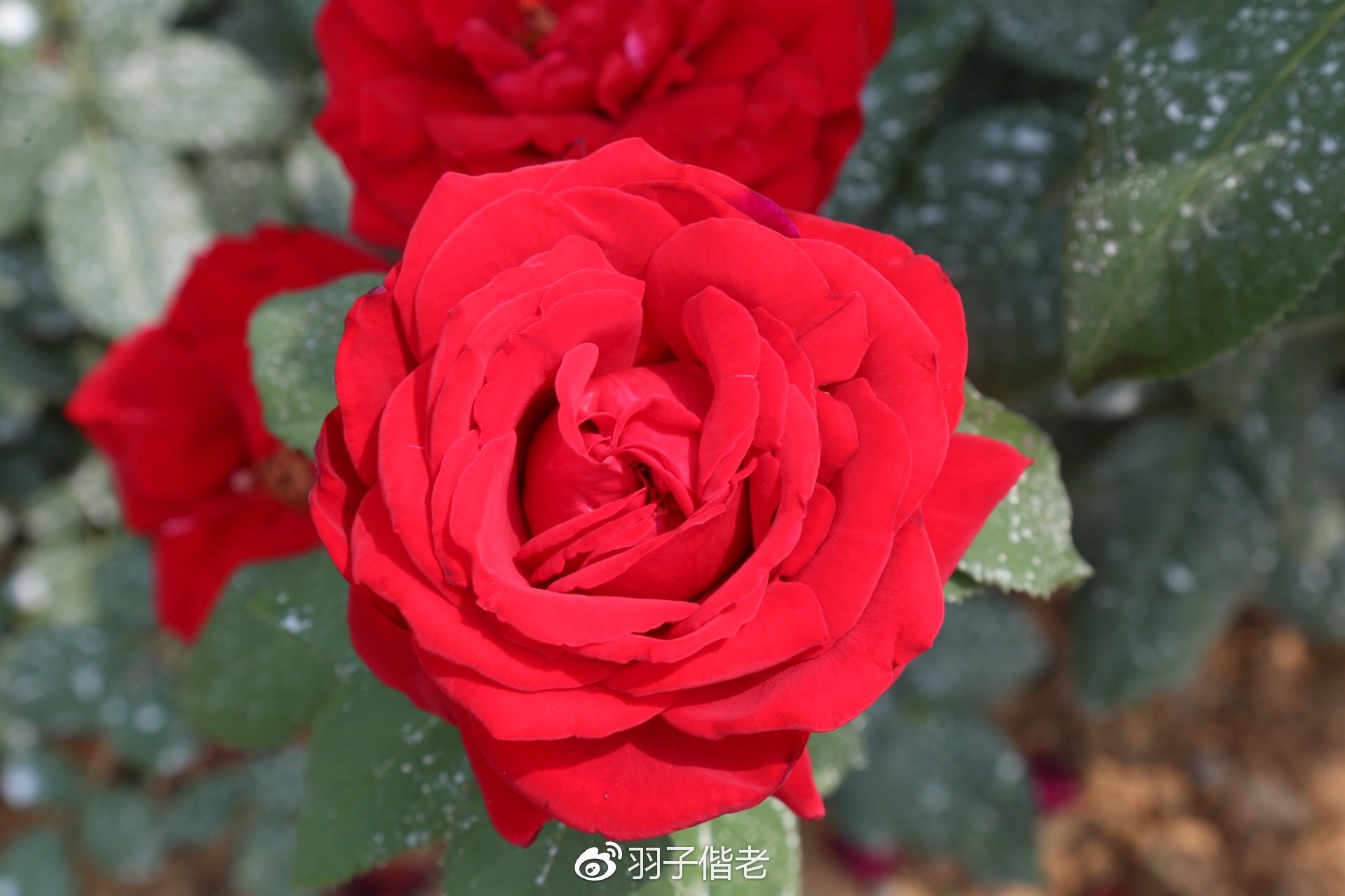 日日春农庄,日日春农业生态园