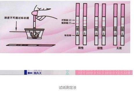 你知道排卵过程是怎么样吗,什么时候才是正确的排卵日啊
