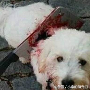 宠物知识学习,宠物狗知识全集